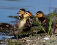 Baby Ducks