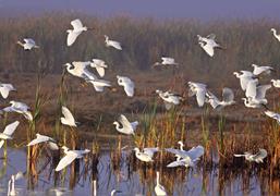 Birds In Flight