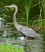 Great Blue Heron 1