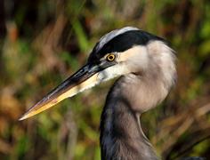 Blue Heron Head