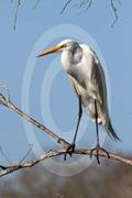 Egret In Tree