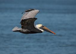 Flying Pelican