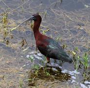 Glossy Ibis