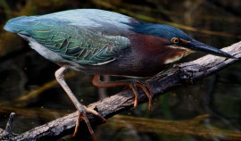 Green Heron