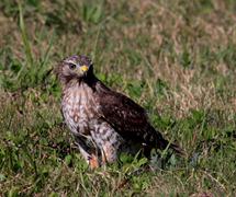 Hawk In Grass