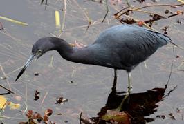 Little Blue Heron