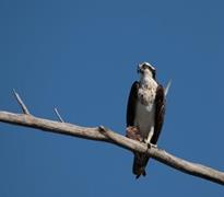 Osprey