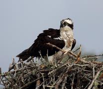 Osprey Nesting