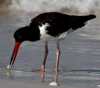 Oyster Catcher 1