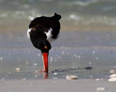 Oyster Catcher 2