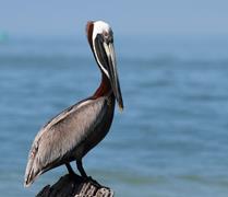 Pelican Perched