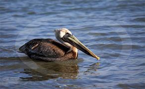 Pelican Swimming