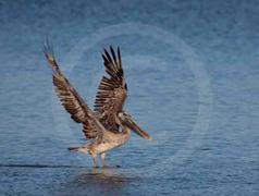 Pelican Taking Off