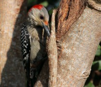 Red Bellied Woodpecker 1