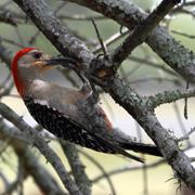 Red Bellied Woodpecker 2