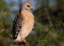 Red Shouldered Hawk 1