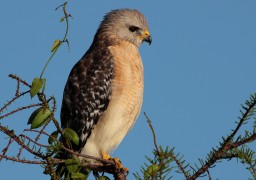 Red Shouldered Hawk 2