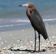 Reddish Egret