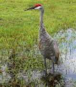 Sandhill Crane