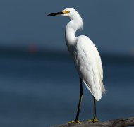 Snowy Egret 1