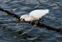 Snowy Egret Fishing