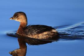 Solitude Grebe