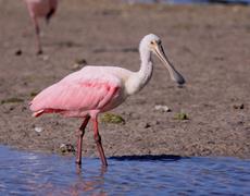 Roseate Spoonbill 1