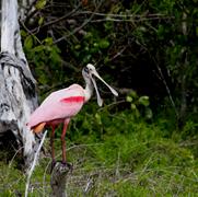 Roseate Spoonbill 2