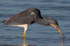 Tri-color Heron 1