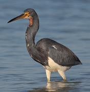 Tri-colored Heron 2