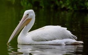 White Pelican