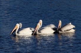 White Pelicans Swimming