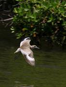 Willet Flying