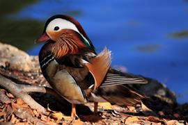 Wood Duck