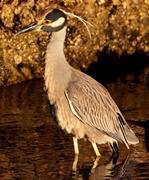 Yellow Crowned Night Heron 1