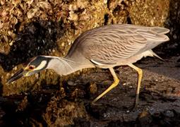 Yellow Crowned Night Heron 2