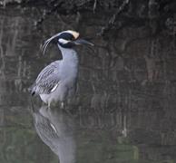 Yellow Crowned Night Heron 3