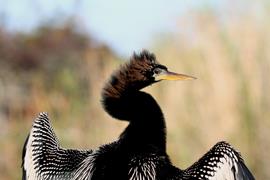 Anhinga