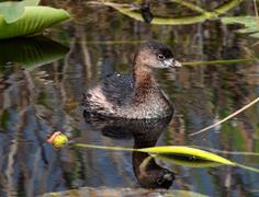 Grebe In Everglades