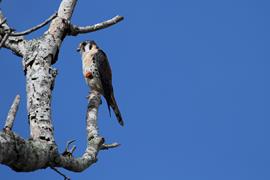 Kestral