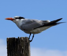 Royal Tern