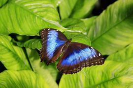 Key West Butterfly