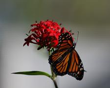 Monarch Butterfly