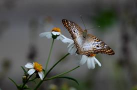White Peacock Butterfly 1