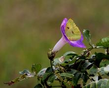 Butterfly on Flower