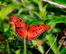Everglades Butterfly 1