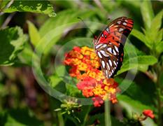 Glades Butterfly on a Flower