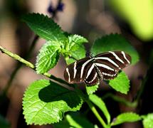 Zebra Butterfly