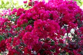 Bougainvillea