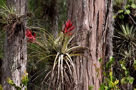 Bromeliads